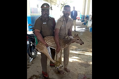 Fire and Rescue Department personnel with the rescued spotted deer at Tirunelveli
