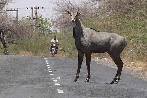 Nilgai