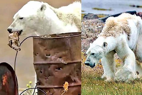 Heart-wrenching video of a polar bear nearing its death shakes the world