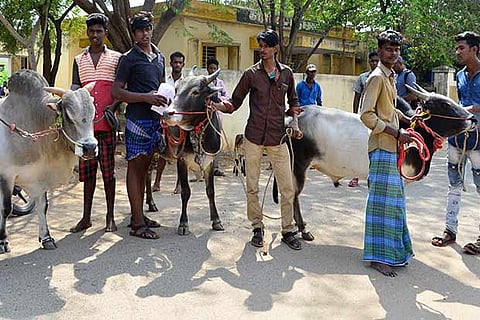Jallikattu bull owners along with shorter bulls after they were rejected (Photo: Imthiyas Ali)