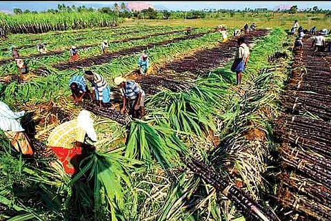 Workers harvesting sugarcane at Ettimangalam village near Melur