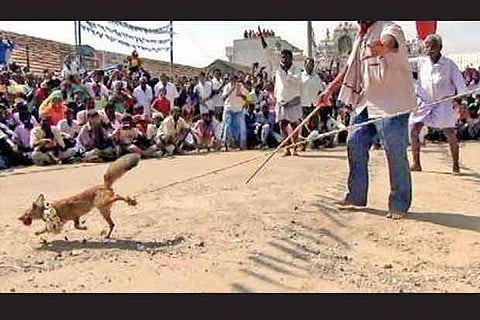 File photo of Fox Jallikattu