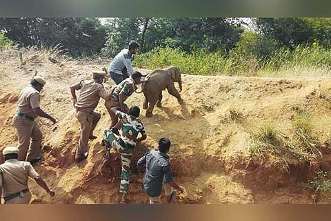 Forest department personnel guide the baby elephant into the forest after lifting it out of the well