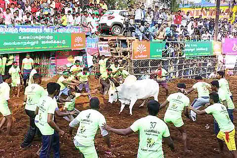 Contestants in peak action during the jallikattu at Alanganallur on Tuesday