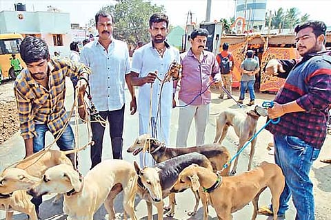 A section of ?Kanni? dogs at the show that was conducted at Amur village.(Photo: Imthiyas Ali)