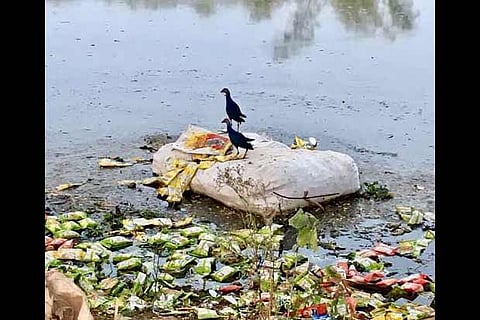Birds hunt for food spread over the Krishnampathy lake in Coimbatore