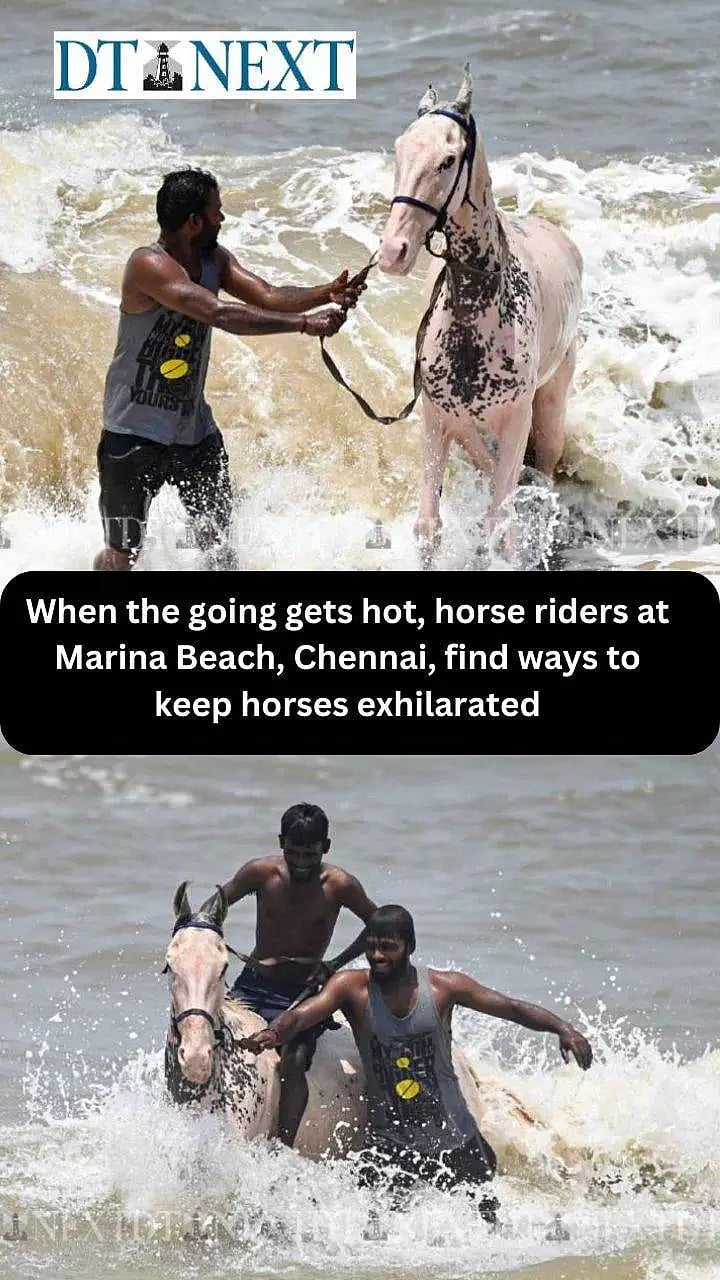 When the going gets hot, horse riders at Marina Beach, Chennai, find ways  to keep horses exhilarated