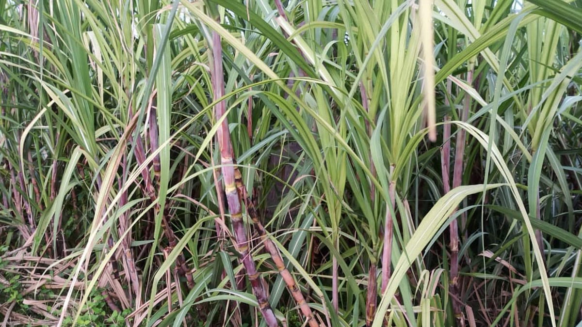 TN govt sanctions Rs 603 crore sugarcane incentive; farmers assured Rs ...