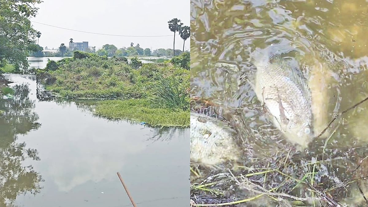 Sewage in lake kills fish, triggers health concerns in Nedunkundram