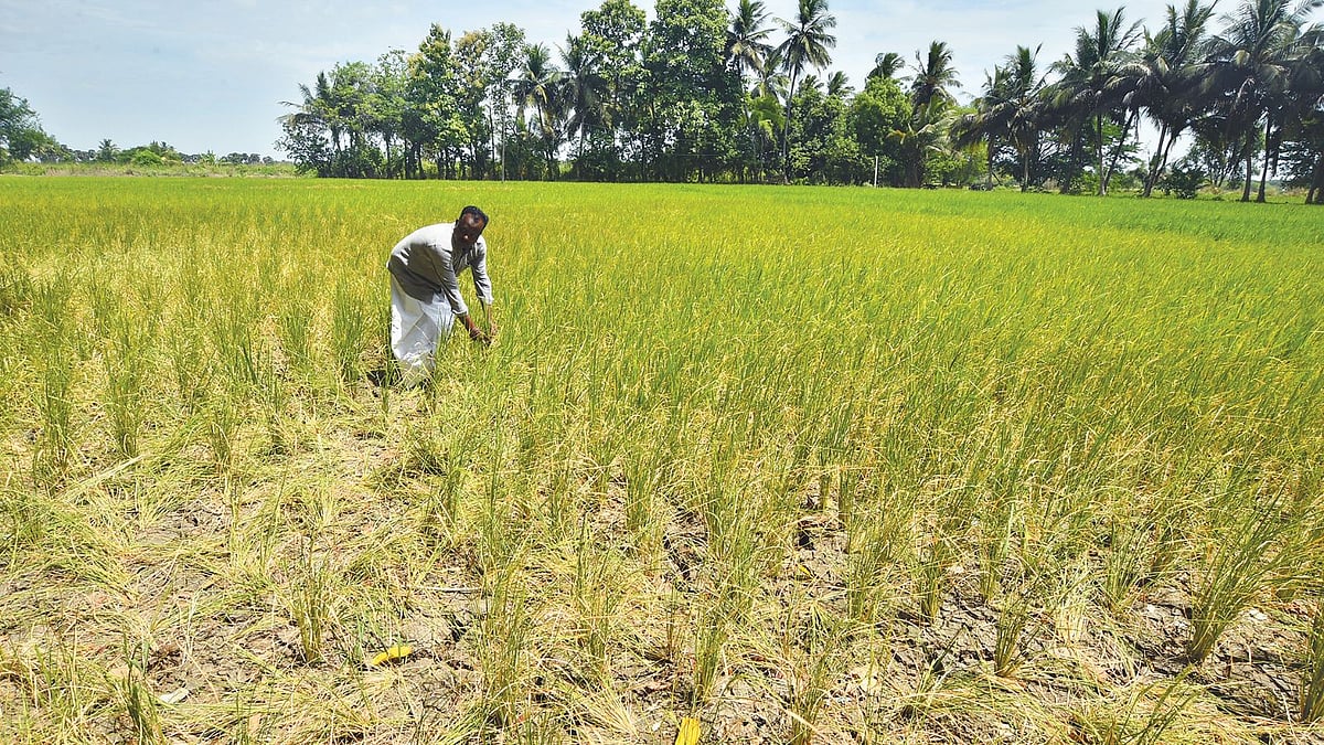 Tamil Nadu farmers sceptical as groundwater depleting