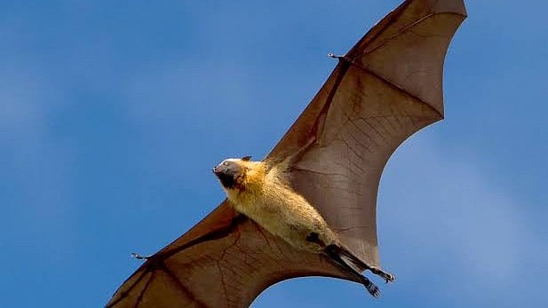 Crave crisis: African bats face survival threat as habitats vanish