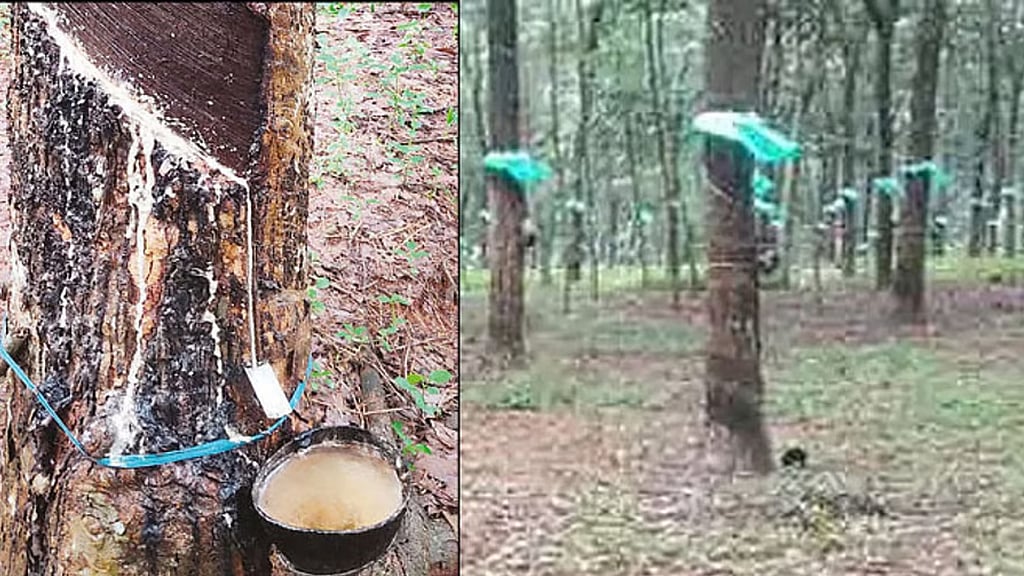 Continuous rain halts rubber tapping in Kanniyakumari; thousands of ...