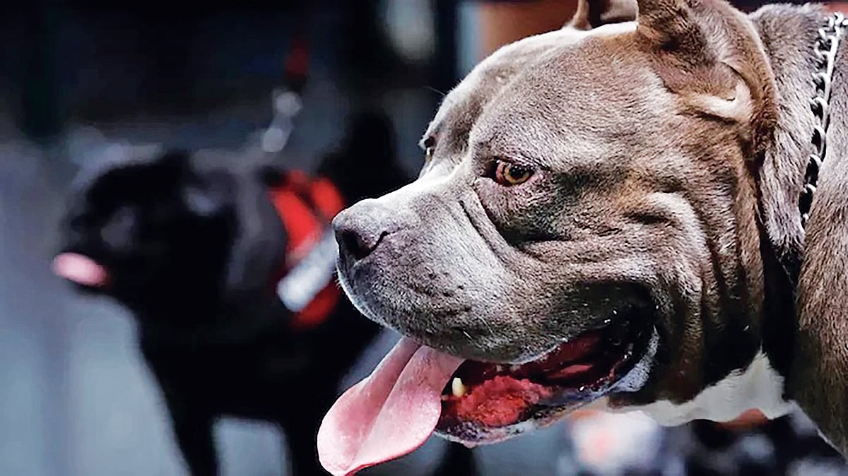 Study offers possible explanation for why big dogs age faster