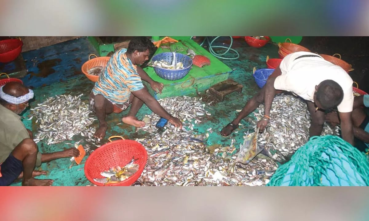Ramnad, Thoothukudi fishers upset over sharp dip in catch
