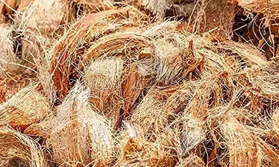 Coconut coir has anti-cancerous qualities: Research