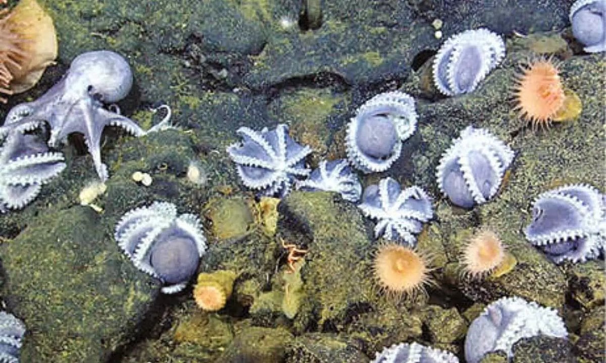 Octopus Spring Atop an underwater hot spring, an ‘octopus garden’ thrives