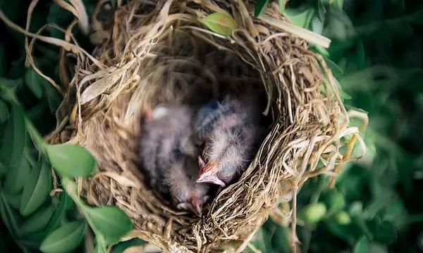 Ground-nesting birds design their nests to hide from predators: Study