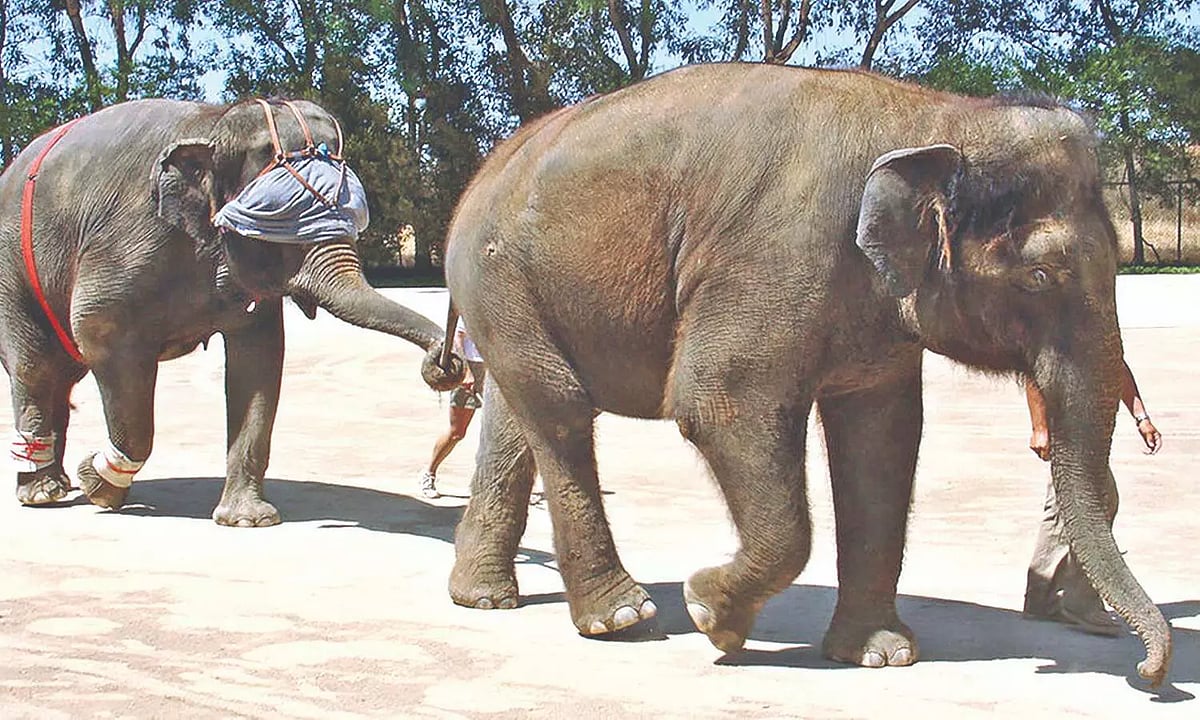 Video clips of baby elephant rescue by Pollachi foresters go viral