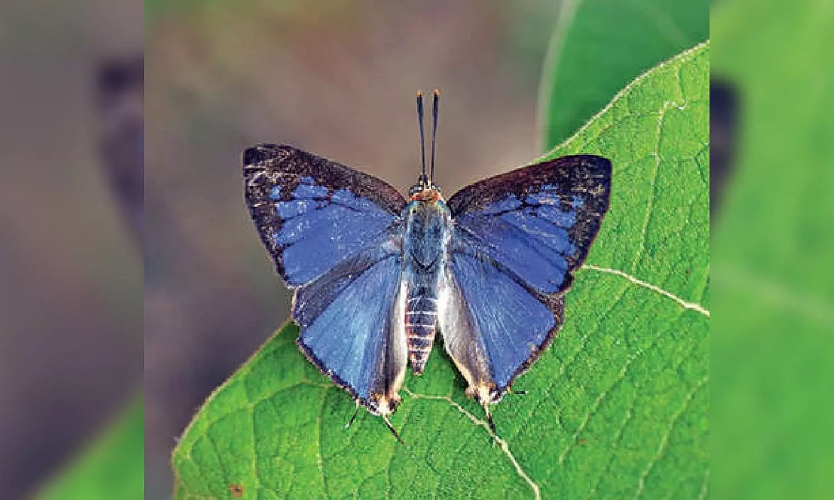 Silver Line, new butterfly species found in Western Ghats