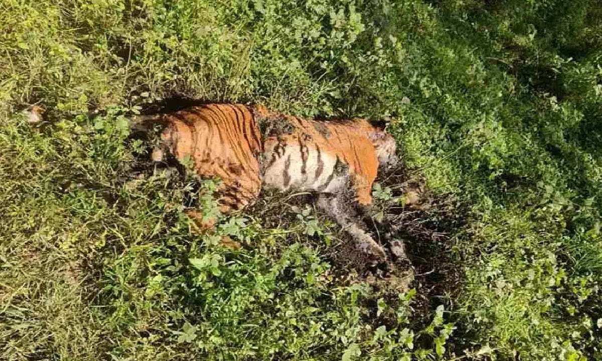 Tiger snared to death in Gudalur, three persons in custody