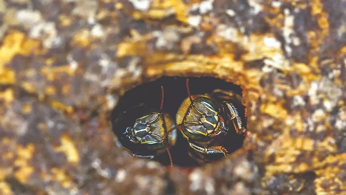 50 injured in bee attack during marriage function at Erode temple