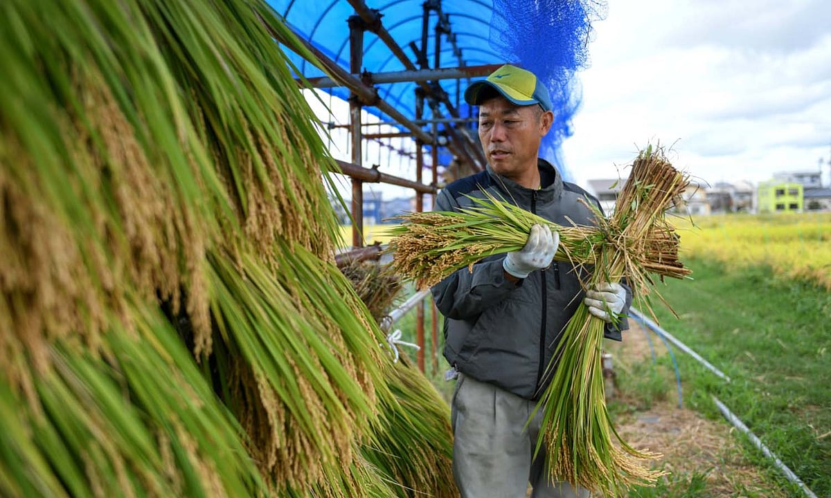 The Quest to Save the ‘King’ of Japanese Rice From Rising Temperatures