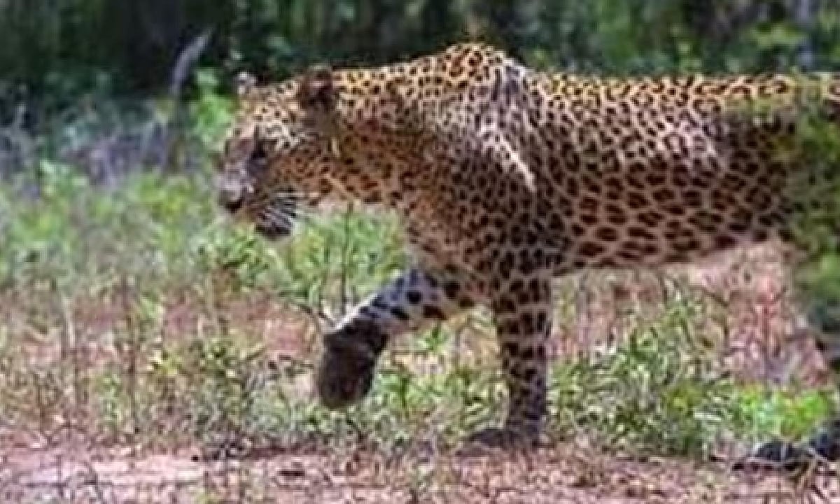 TN: Leopard captured after attacking goats in Coimbatore's Onapalayam area