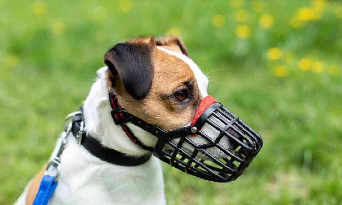 Now, muzzles a must while taking out pet dogs in Chennai