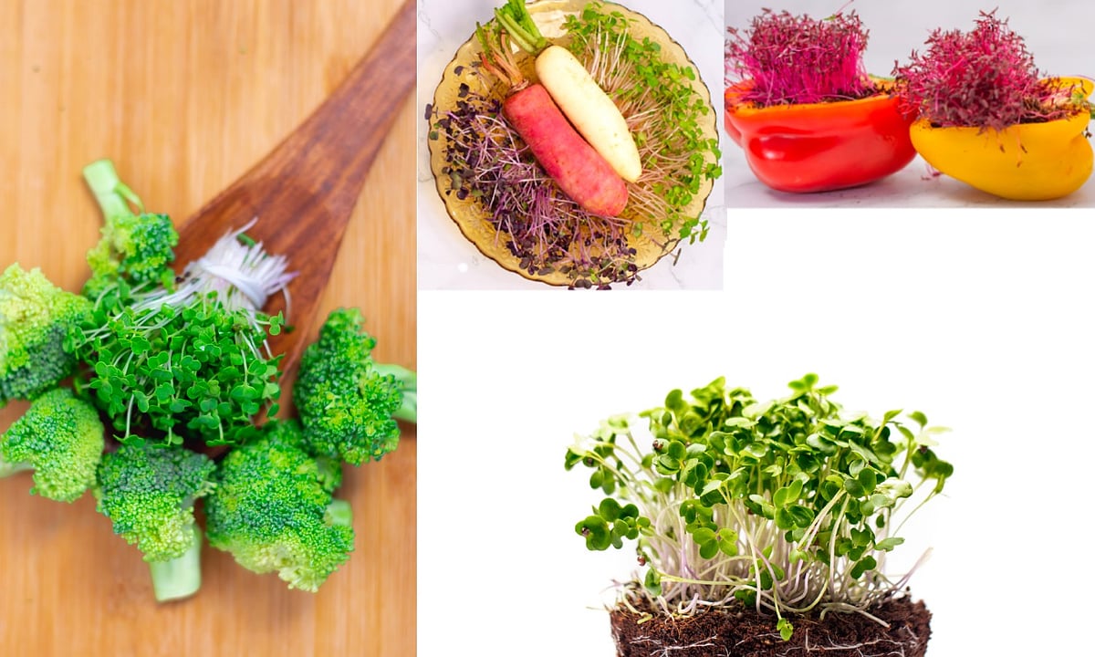 From seed to superfood: Exploring the world of microgreens in Chennai