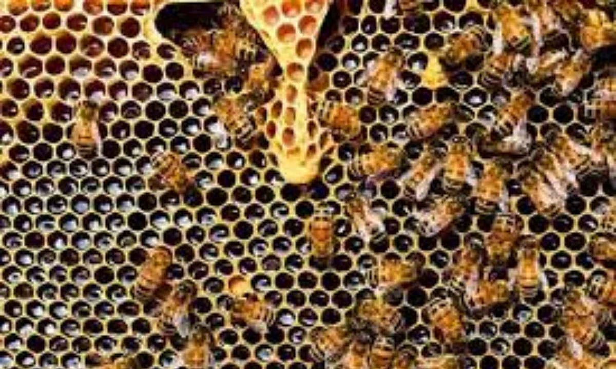 47 students injured in bee attack in Erode