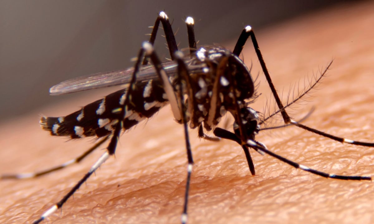 Valparai on high alert due to signs of dengue outbreak, officials order ...