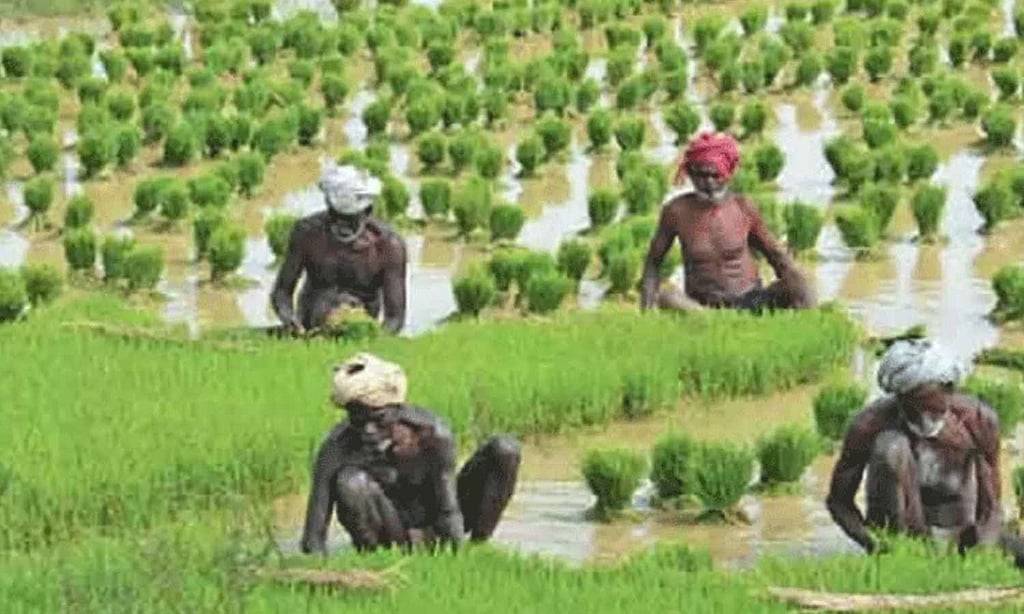 Tamil Nadu launches subsidy scheme for 100 agriculture value-addition ...