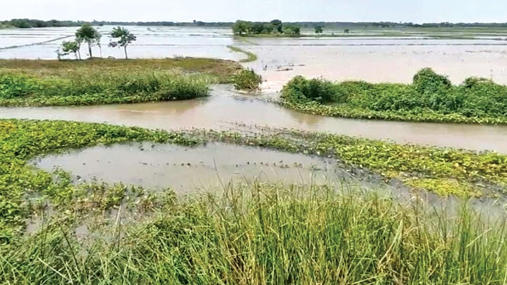 Paddy in 1000's of acres under water after breach in irrigation canal