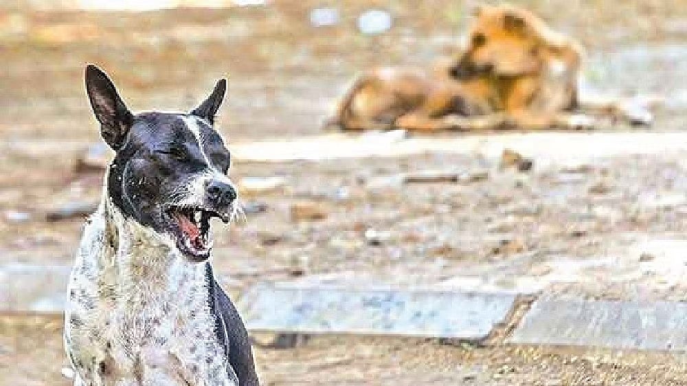 Class 10 students among 20 come under stray dog attack in Thanjavur