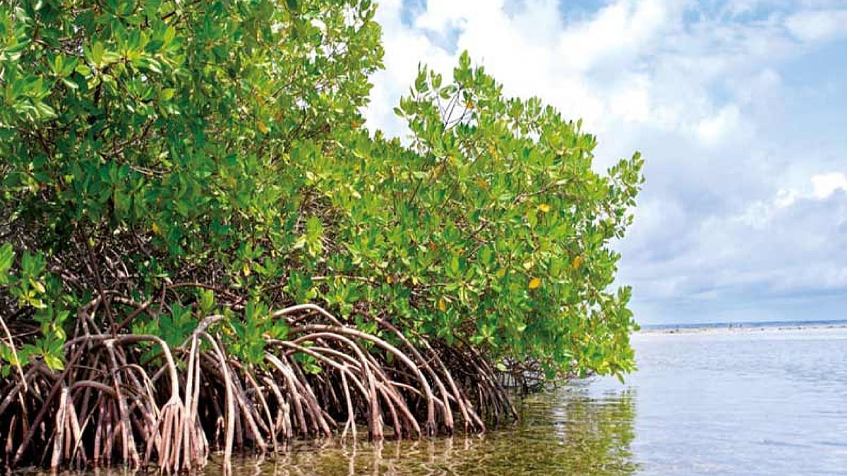 TN’s coastal ecosystem provides economic benefits worth $127