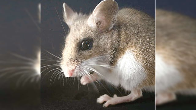 Mice Creature Tenacious critters: Meet the mice who make the forest