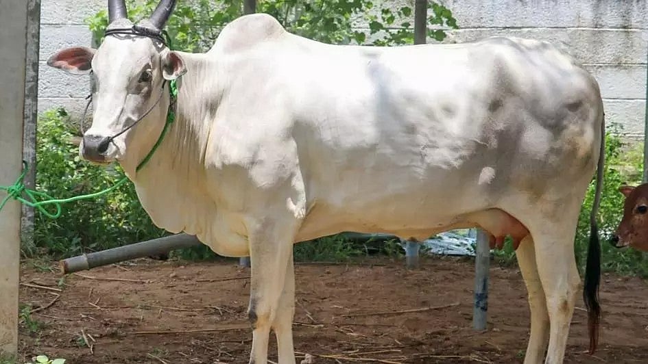 Researchers unravel genetic makeup of 4 native Indian cow breeds