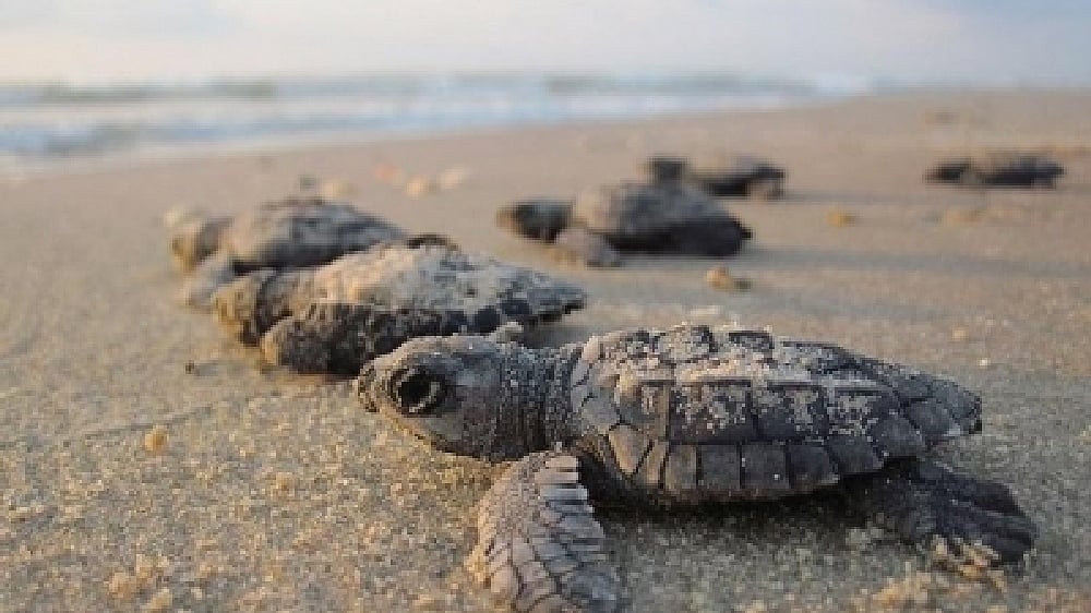 Environmentalists worried as less Olive Ridley turtles arrive in TN