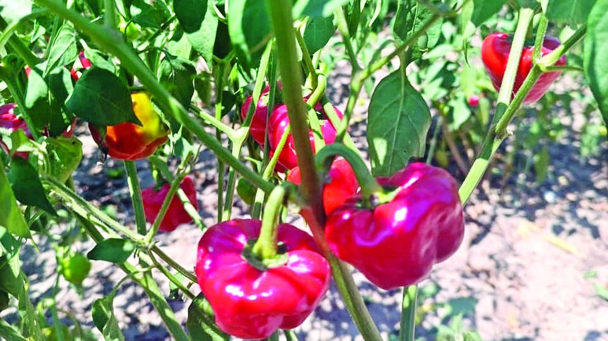 Rain-fed Ramnad tops in chilli production again