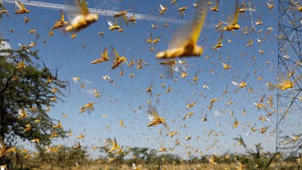 Afghanistan: FAO warns of severe locust outbreak across 8 provinces