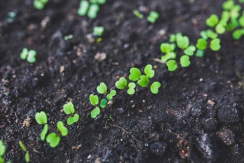 Chennai Corporation plants 16,000 saplings in 16 days