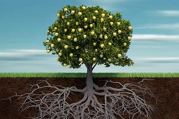 Lifes lessons: The Needle Tree
