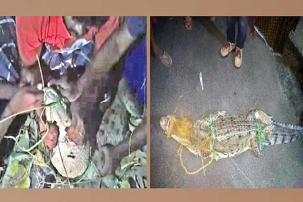 Villagers help forest officials rescue 6-ft long crocodile from dry lakebed