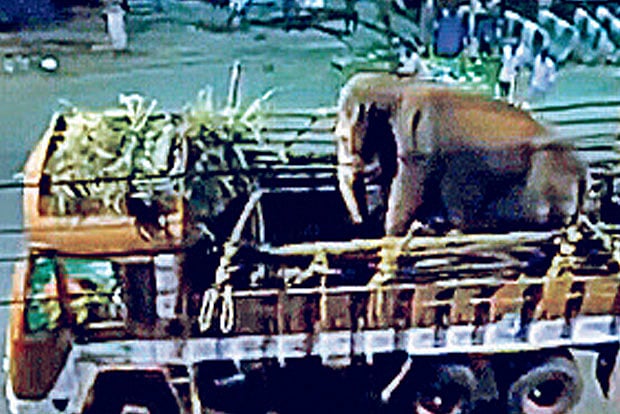 DeTect: PETA falsely targetted with video of elephant ‘abuse’