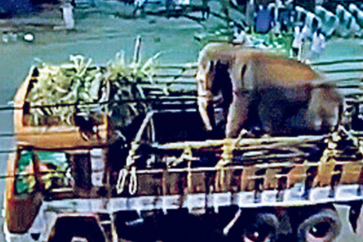 DeTect: PETA falsely targetted with video of elephant ‘abuse’