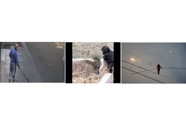 Man using fishing rod to steal jewellery, Baby gorilla frolicking in ...