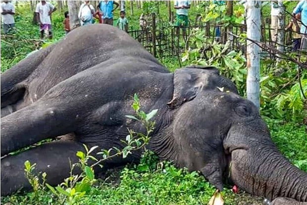 Elephant found dead with tusks missing in ATR