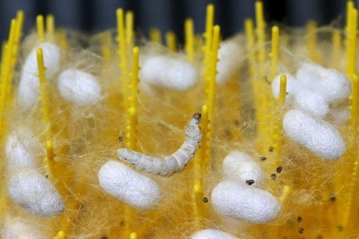 Researchers find silkworm silk may help better treatment of muscle atrophy