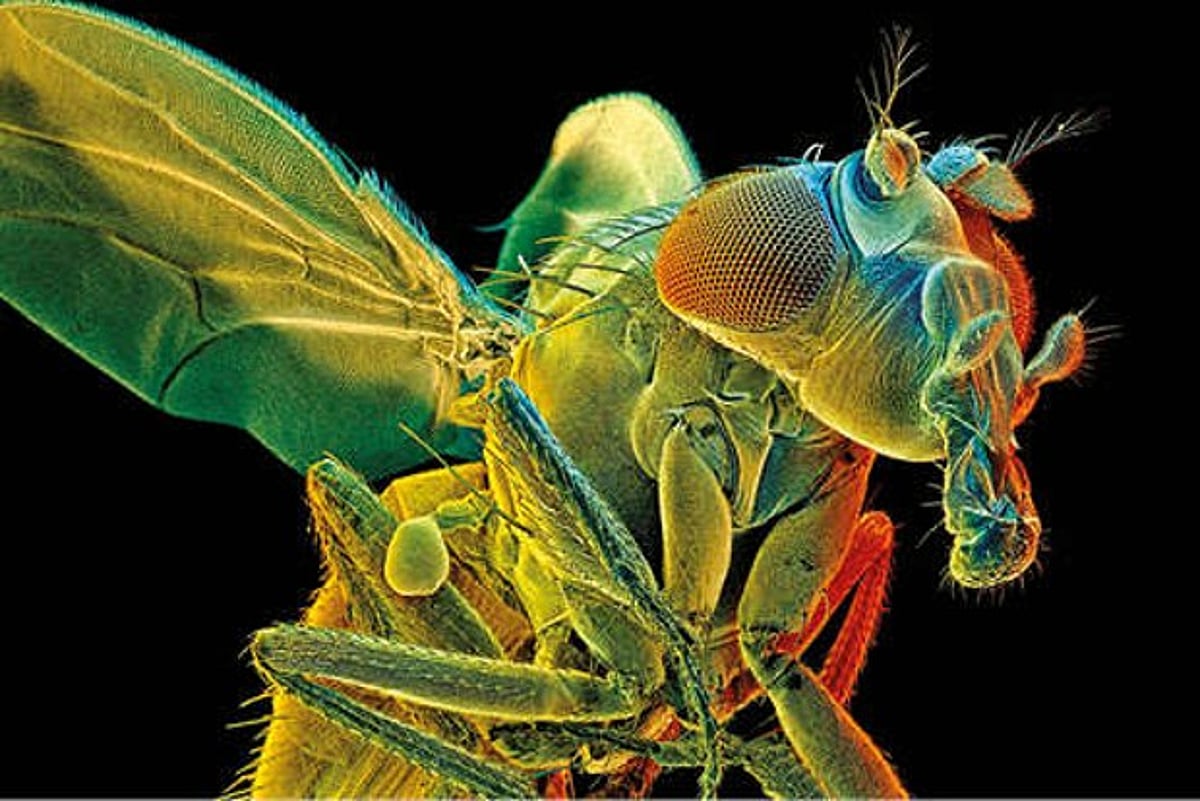 Fly Brainbow How to map a fly brain in a million easy steps