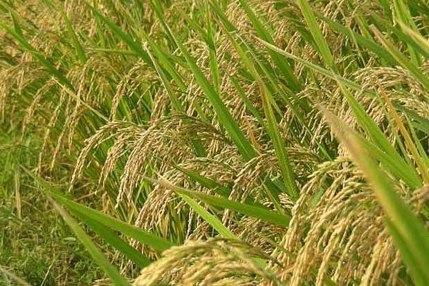 20,000 acres of paddy damaged in rains in TN's delta districts